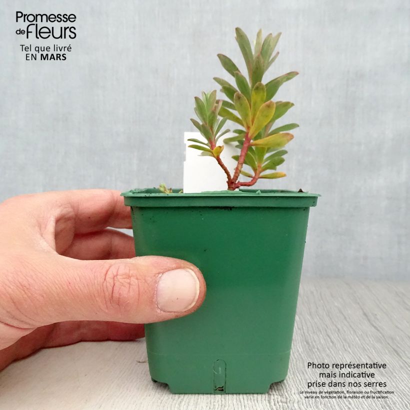 Euphorbia nicaeensis - Lechetrezna de Niza Maceta de 8/9 cm Ejemplar entregado en la primavera
