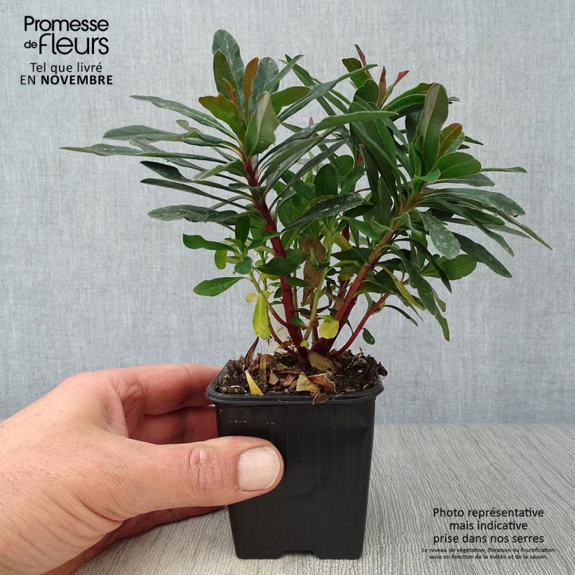 Ejemplar de Euforbio - Euphorbia amygdaloides Purpurea Maceta de 8/9 cm entregado en otoño