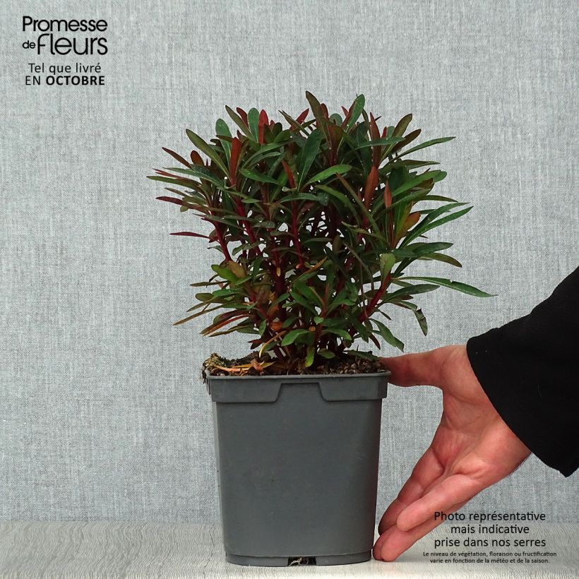 Ejemplar de Euforbio - Euphorbia amygdaloides Purpurea Maceta 2L/3L entregado en otoño