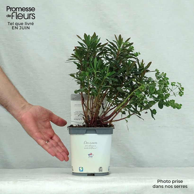 Ejemplar de Euforbio - Euphorbia amygdaloides Purpurea Maceta 2L/3L entregado en verano