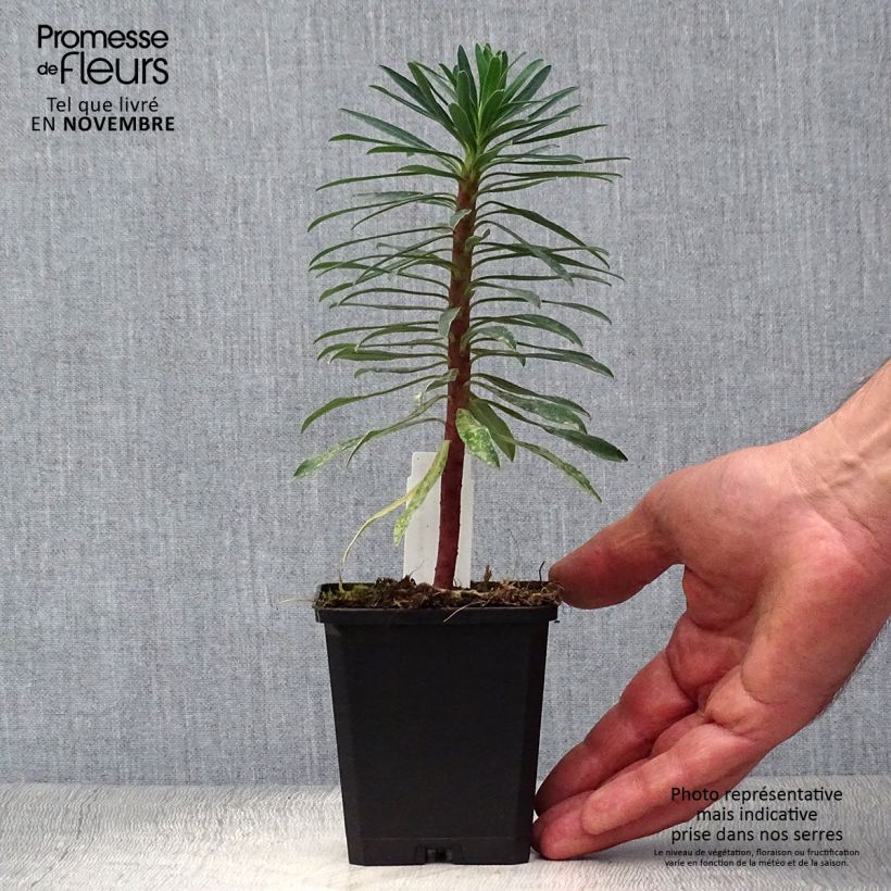 Ejemplar de Euforbio mediterráneo Black Pearl - Euphorbia characias Maceta de 8/9 cm entregado en otoño