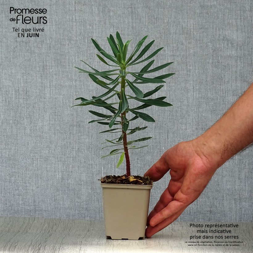 Ejemplar de Euforbio mediterráneo Black Pearl - Euphorbia characias Maceta de 8/9 cm entregado en verano