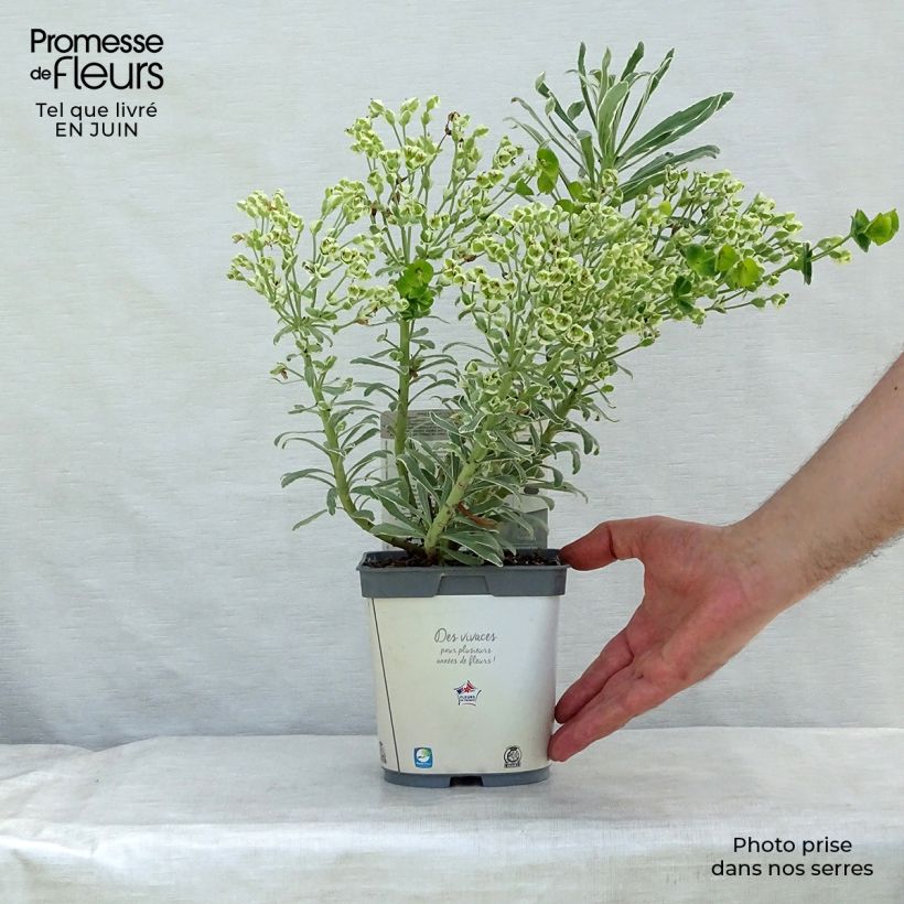 Ejemplar de Euforbio mediterráneo Glacier Blue - Euphorbia characias Maceta 1,5L/2L entregado en verano
