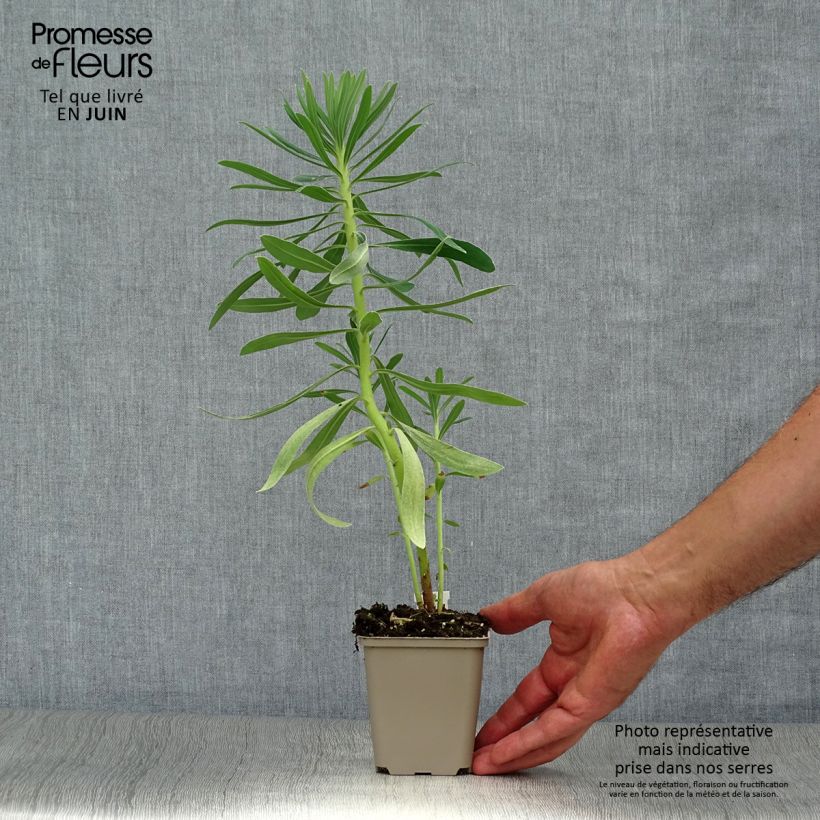 Ejemplar de Euforbio mediterráneo Humpty Dumpty - Euphorbia characias Maceta de 8/9 cm entregado en verano