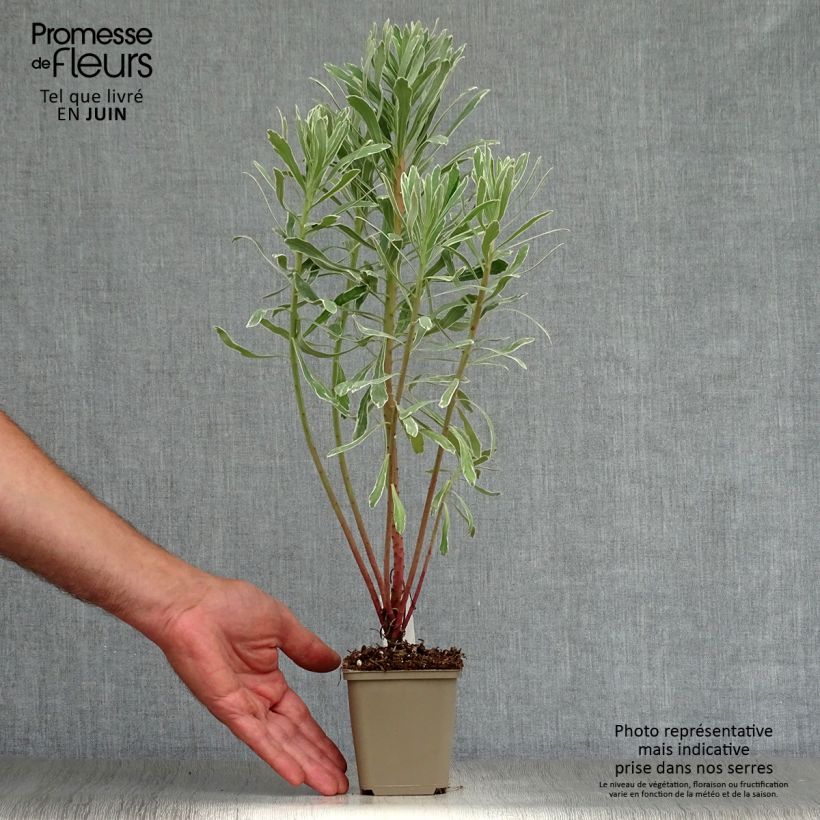 Ejemplar de Euforbio mediterráneo Wilcott - Euphorbia characias Maceta de 8/9 cm entregado en verano