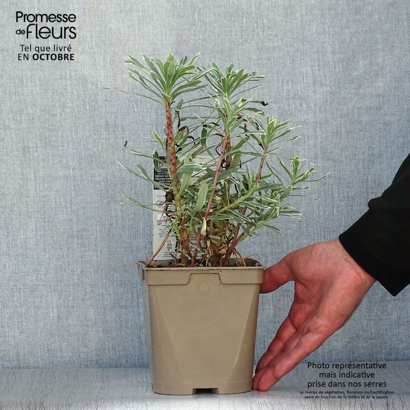 Ejemplar de Euforbio mediterráneo Wilcott - Euphorbia characias Maceta 2L/3L entregado en otoño