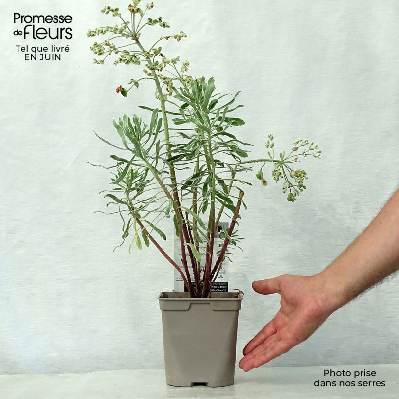 Ejemplar de Euforbio mediterráneo Wilcott - Euphorbia characias Maceta 2L/3L entregado en verano