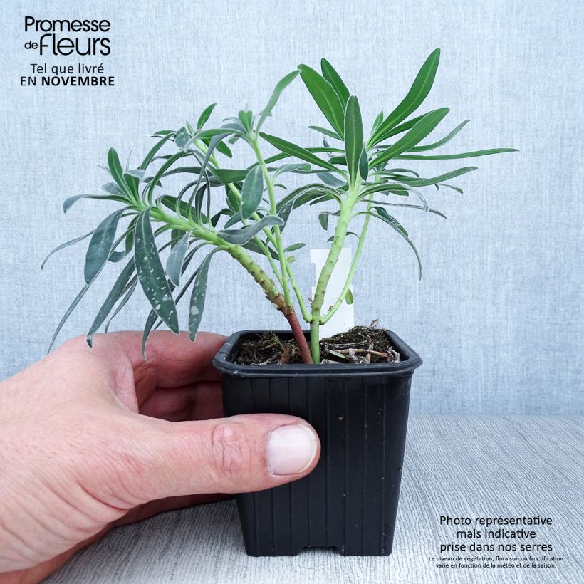Ejemplar de Euforbio mediterráneo ssp. wulfenii - Euphorbia characias Maceta de 8/9 cm entregado en otoño