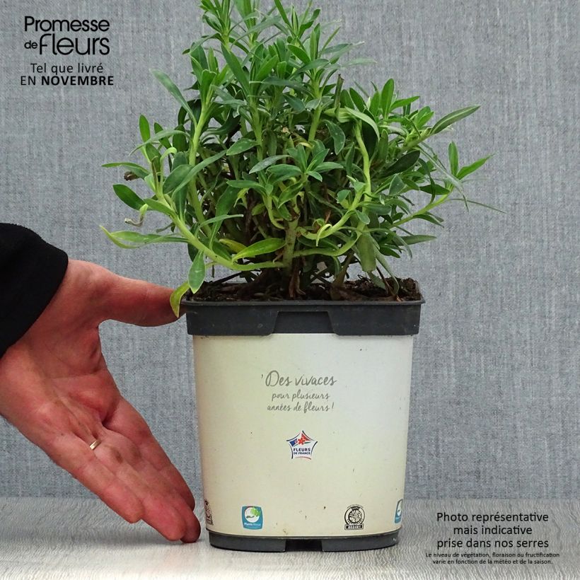 Ejemplar de Euforbio mediterráneo ssp. wulfenii - Euphorbia characias Maceta 2L/3L entregado en otoño