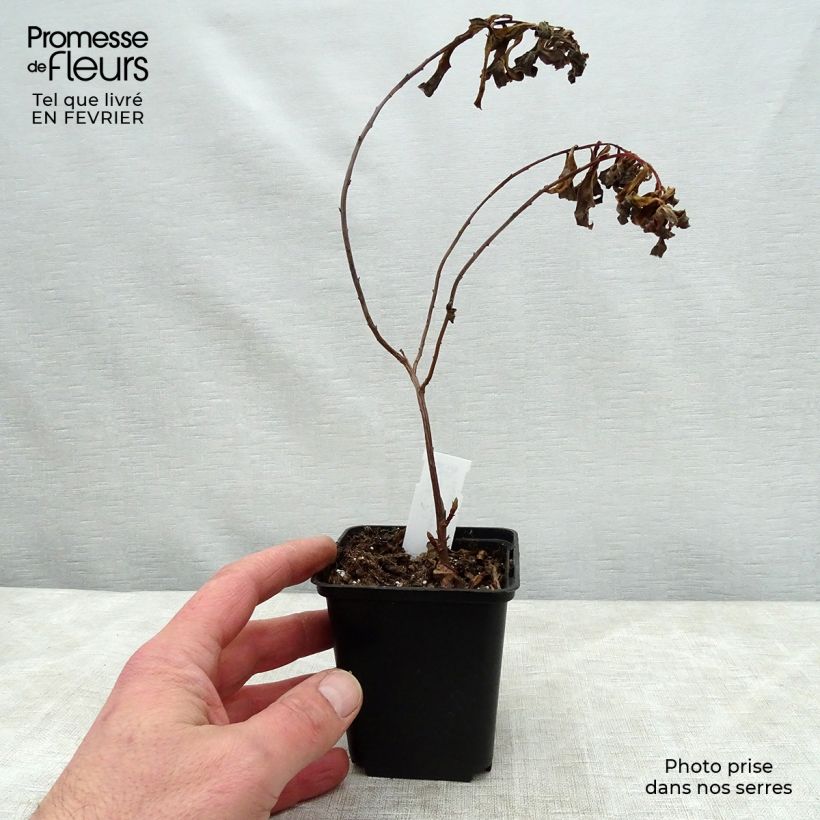 Euphorbia cornigera Goldener Turm - Lechetrezna Maceta de 8/9 cm Ejemplar entregado en invierno