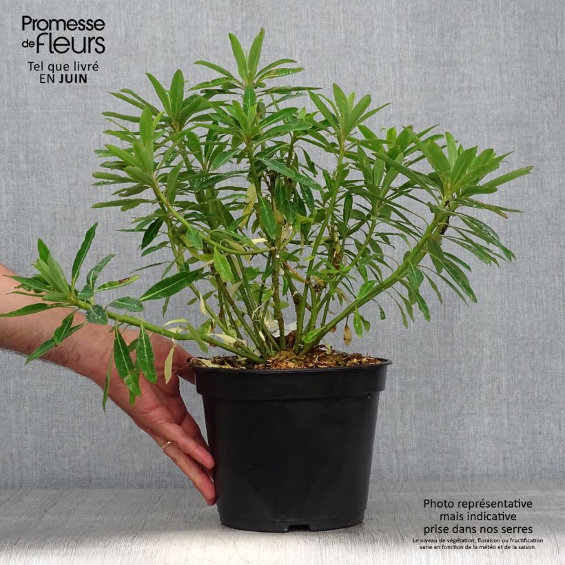 Ejemplar de Euphorbia mellifera - Lechetrezna de miel Maceta 2L/3L entregado en verano