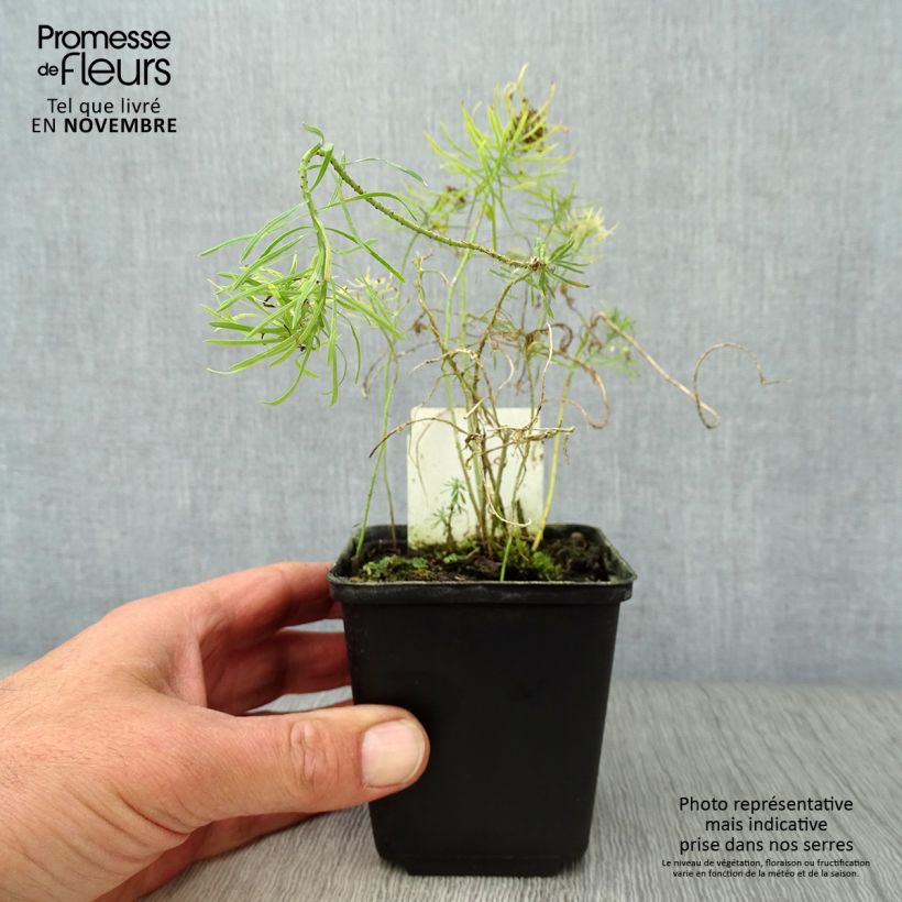 Ejemplar de Euphorbia cyparissias Clarice Howard - Euforbia ciprés Maceta de 8/9 cm entregado en otoño