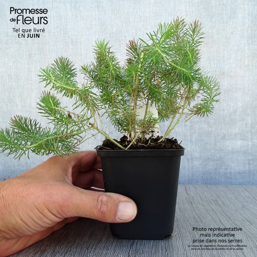 Ejemplar de Euphorbia cyparissias Clarice Howard - Euforbia ciprés Maceta de 8/9 cm entregado en verano