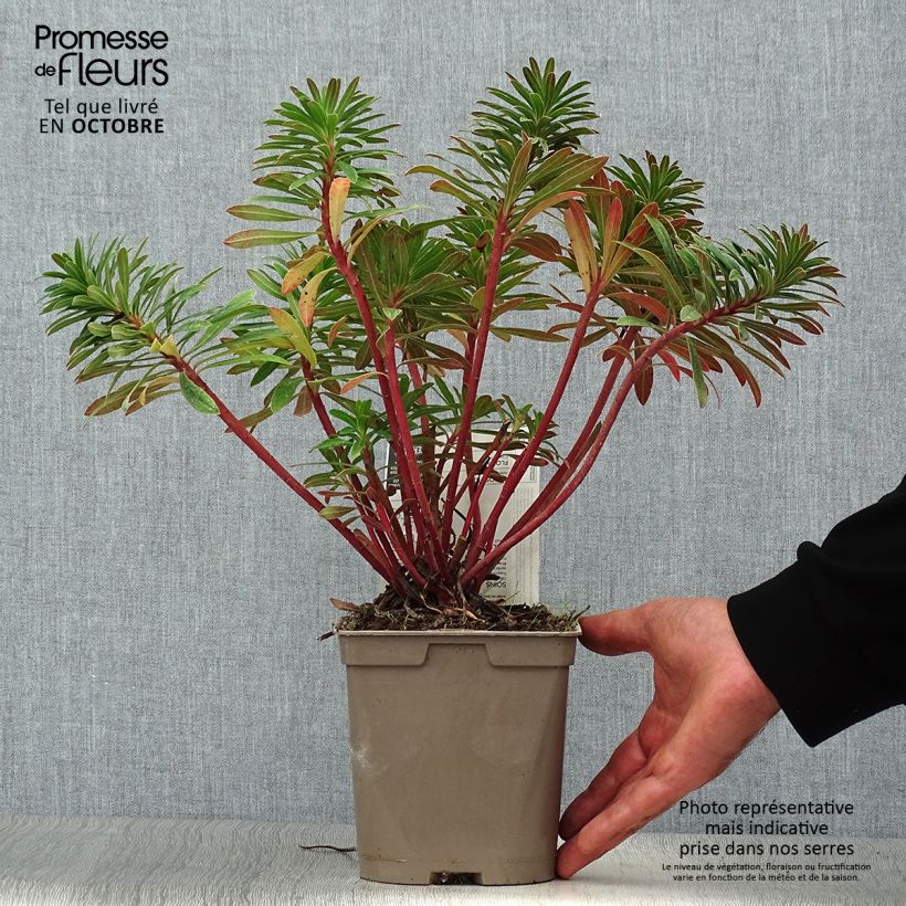 Ejemplar de Euphorbia martinii - Lechetrezna Maceta 2L/3L entregado en otoño