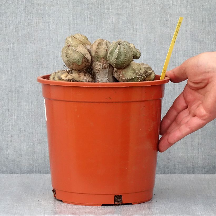 Euphorbia globosa - Euphorbe globuleuse - Pot de 4L/5L Ejemplar entregado en la primavera