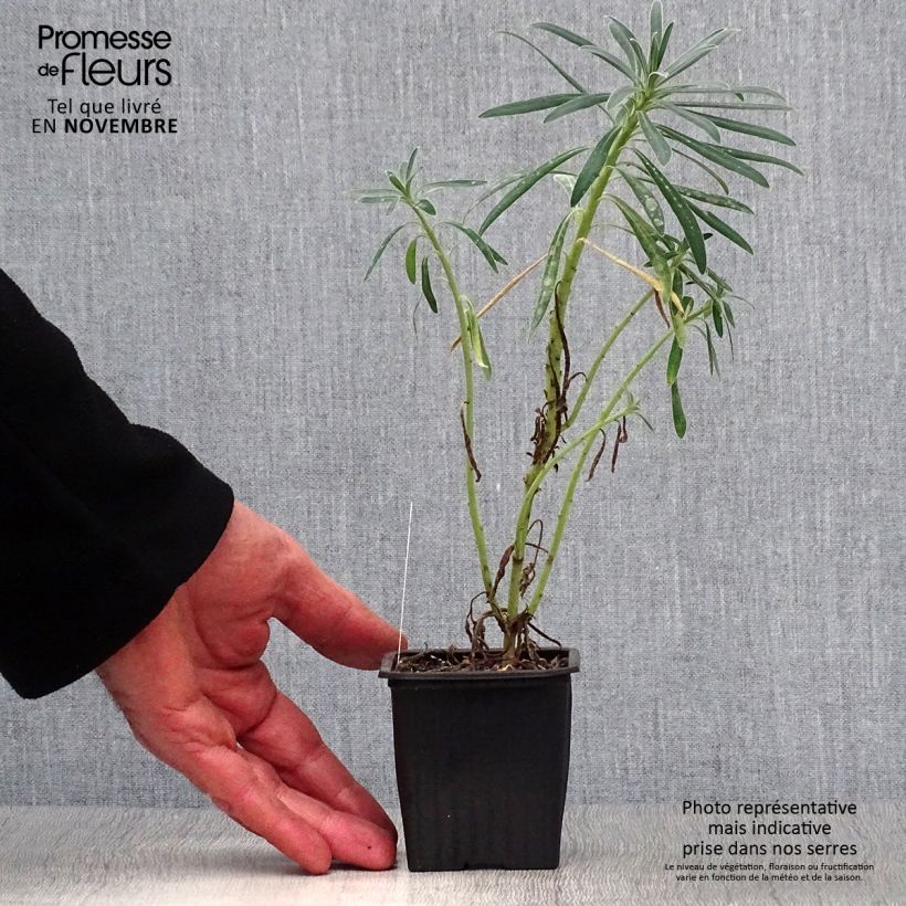 Ejemplar de Euforbio mediterráneo - Euphorbia characias Maceta de 8/9 cm entregado en otoño