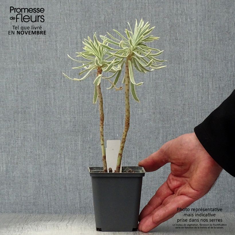 Ejemplar de Euforbio mediterráneo Tasmanian tiger - Euphorbia characias Maceta de 8/9 cm entregado en otoño