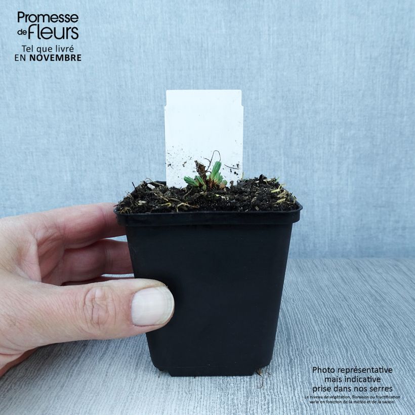 Ejemplar de Euphorbia cyparissias Fens Ruby - Euforbia ciprés Maceta de 8/9 cm entregado en otoño