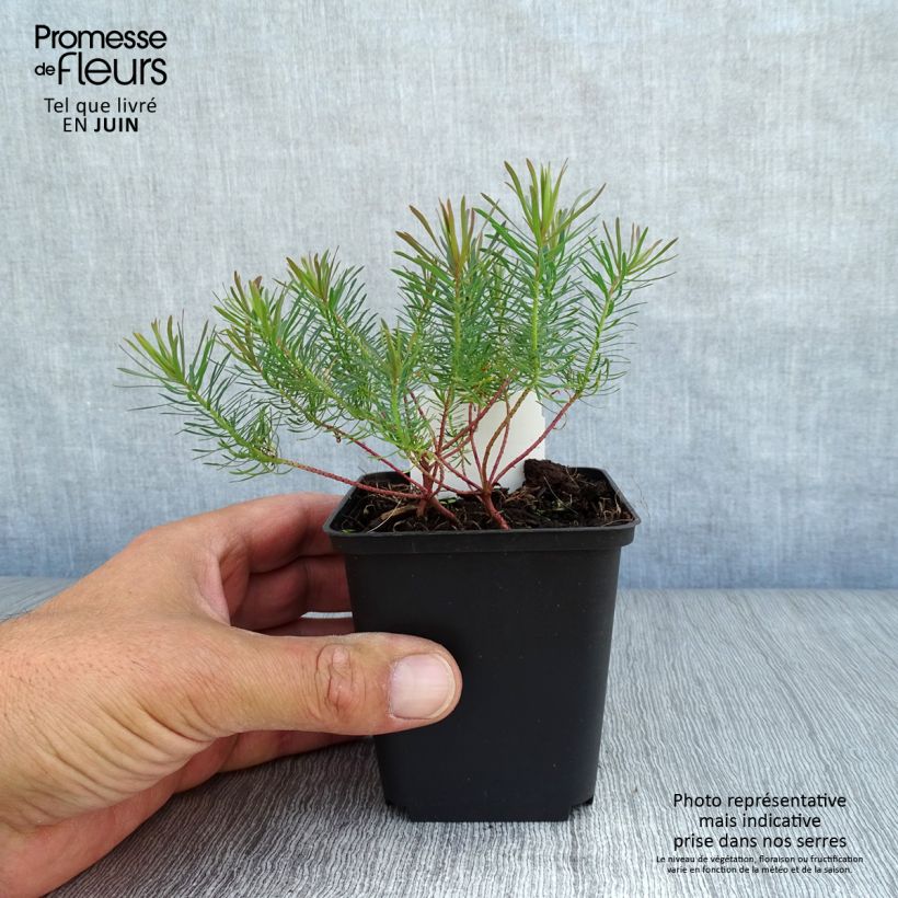 Ejemplar de Euphorbia cyparissias Fens Ruby - Euforbia ciprés Maceta de 8/9 cm entregado en verano