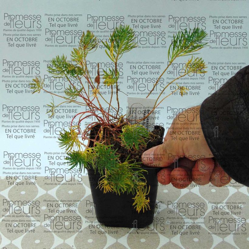 Ejemplo de ejemplar de Euphorbia cyparissias Orange Man - Euforbia ciprés Maceta de 8/9 cm tal y como se entrega