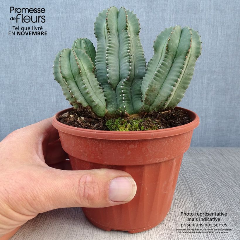 Ejemplar de Euphorbia fruticosa Inermis - Lechetrezna Maceta de 12 cm / 13 cm entregado en otoño