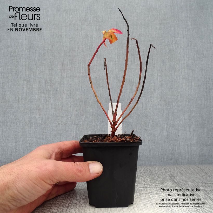 Ejemplar de Euphorbia griffithii Fireglow - Lechetrezna de Griffith Maceta de 8/9 cm entregado en otoño