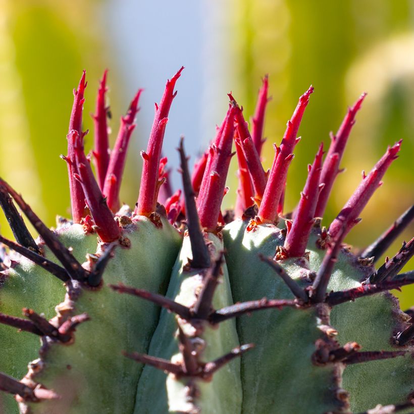 Euphorbia horrida Alba (Follaje)