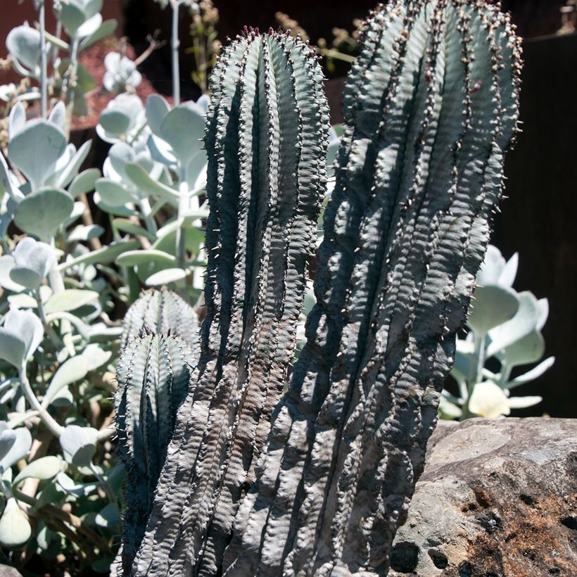 Euphorbia horrida Alba (Porte)