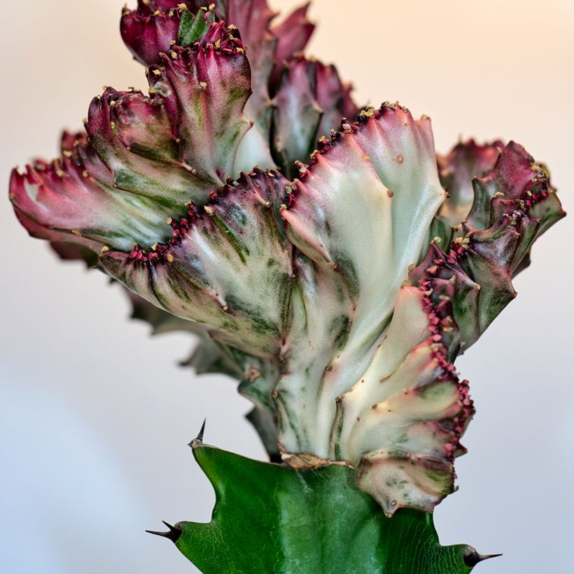 Euphorbia lactea Cristata (Follaje)