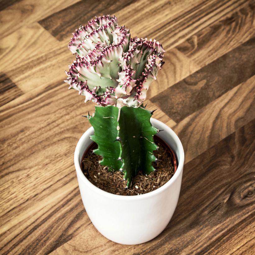 Euphorbia lactea Cristata (Porte)