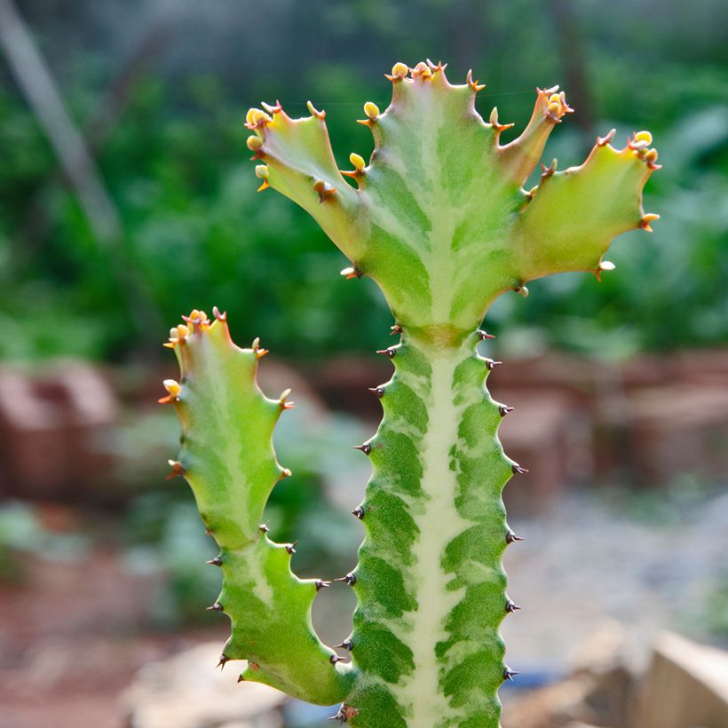 Euphorbia lactea (Follaje)
