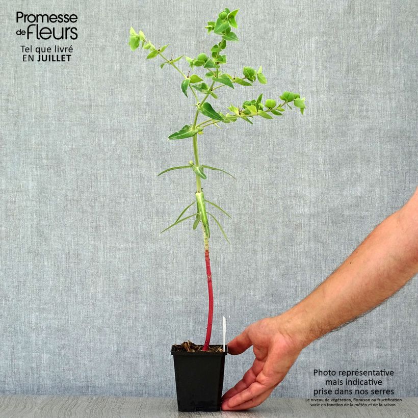 Ejemplar de Euphorbia lathyris - Tártago Maceta de 8/9 cm entregado en verano