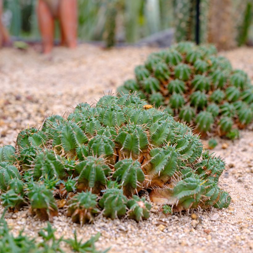 Euphorbia meloformis (Porte)