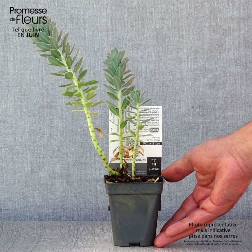 Ejemplar de Euphorbia myrsinites - Euforbia de hoja de mirto Maceta de 8/9 cm entregado en verano
