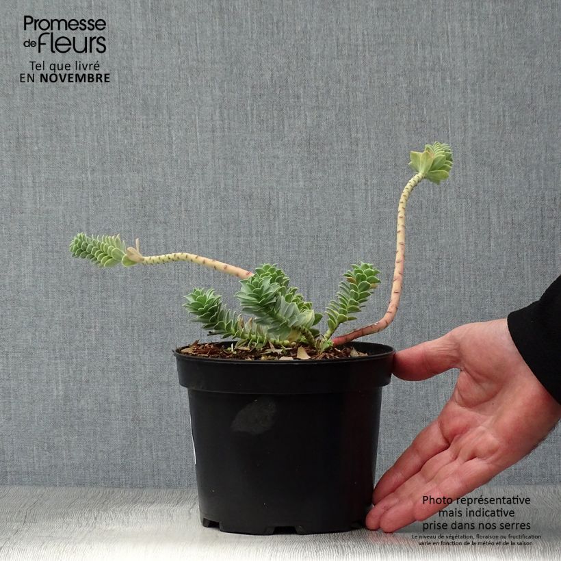 Ejemplar de Euphorbia myrsinites - Euforbia de hoja de mirto Maceta 2L/3L entregado en otoño