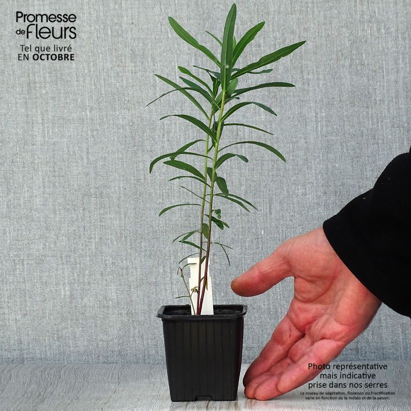 Ejemplar de Euphorbia palustris - Lechetrezna de pantano Maceta de 8/9 cm entregado en otoño