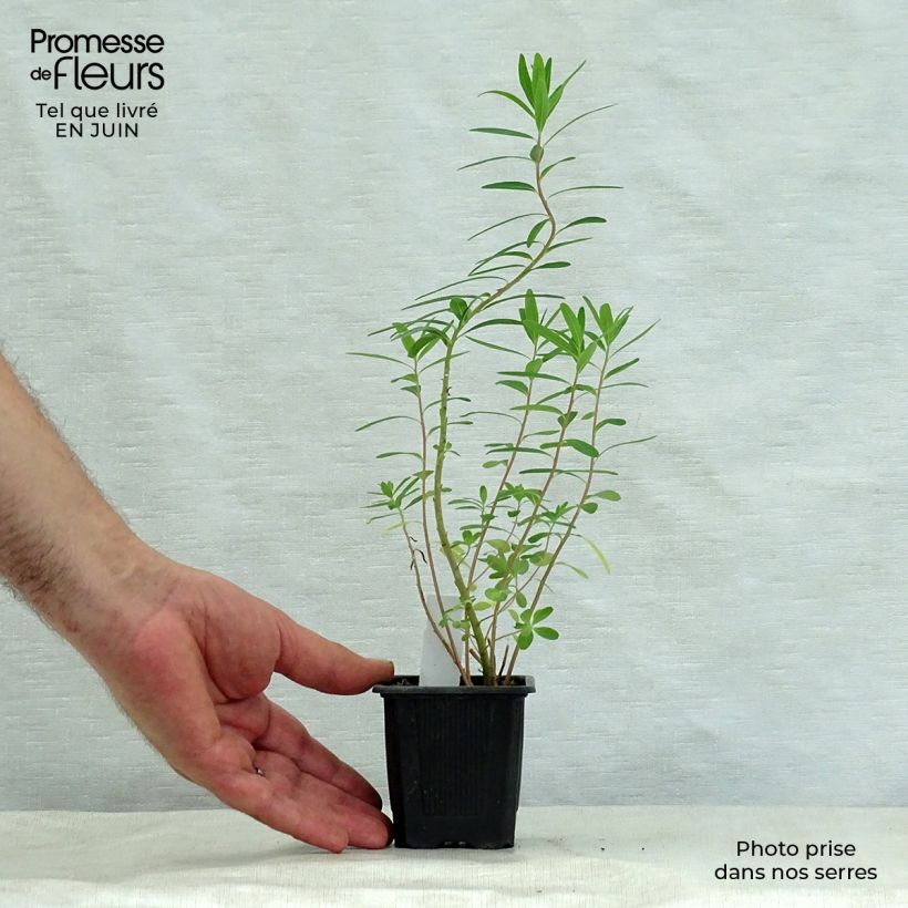 Ejemplar de Euphorbia palustris - Lechetrezna de pantano Maceta de 8/9 cm entregado en verano