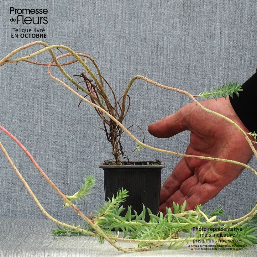 Ejemplar de Euphorbia pithyusa subsp. cupanii Ponte Leccia - Lechetrezna Maceta de 8/9 cm entregado en otoño
