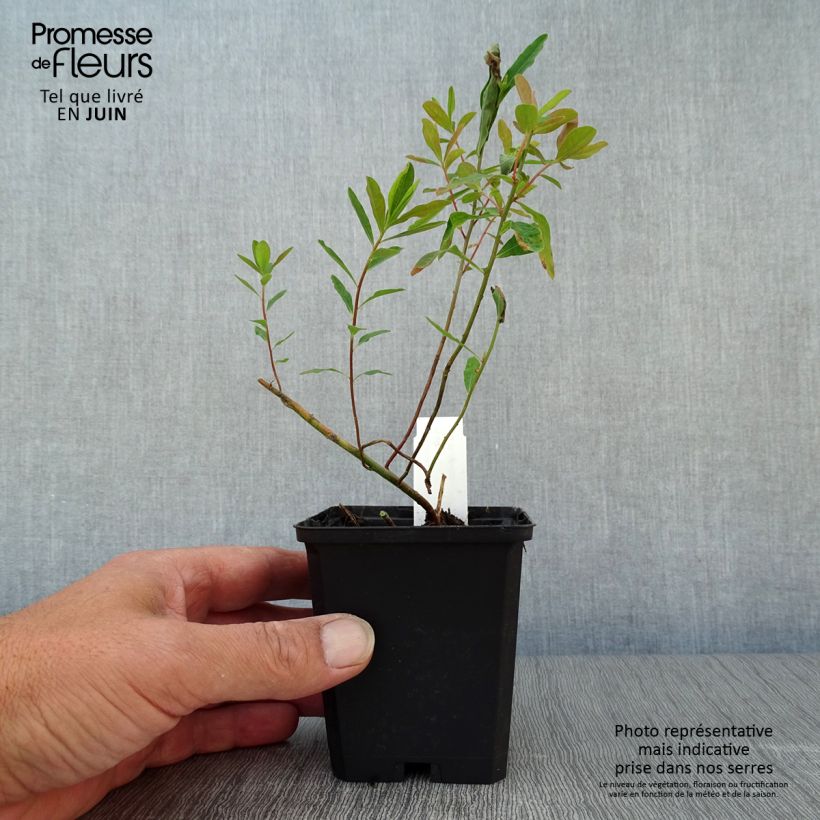 Ejemplar de Euphorbia polychroma Purpurea - Lechetrezna Maceta de 8/9 cm entregado en verano