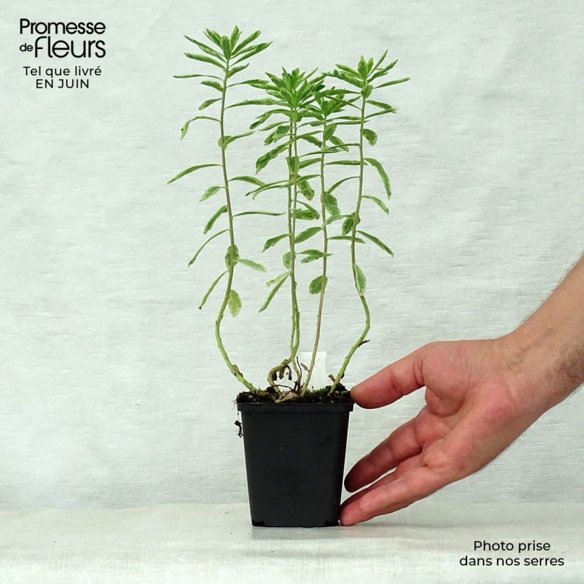Ejemplar de Euphorbia polychroma Variegata - Lechetrezna Maceta de 8/9 cm entregado en verano