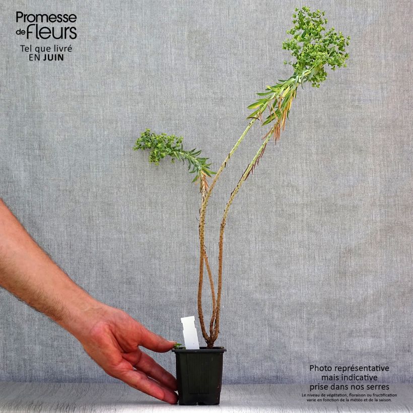 Ejemplar de Euphorbia pithyusa - Lechetrezna Maceta de 8/9 cm entregado en verano