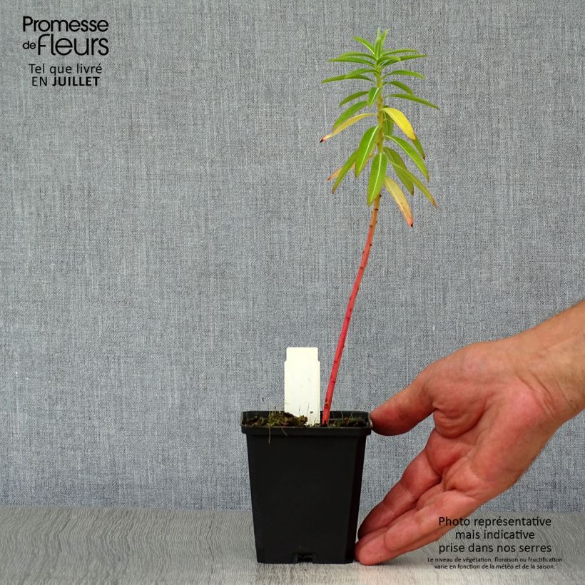 Ejemplar de Euphorbia schillingii - Lechetrezna Maceta de 8/9 cm entregado en verano