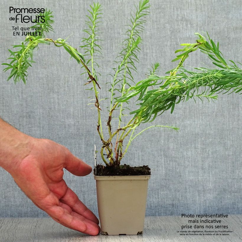 Ejemplar de Euphorbia seguieriana subsp. niciciana - Lechetrezna Maceta de 8/9 cm entregado en verano