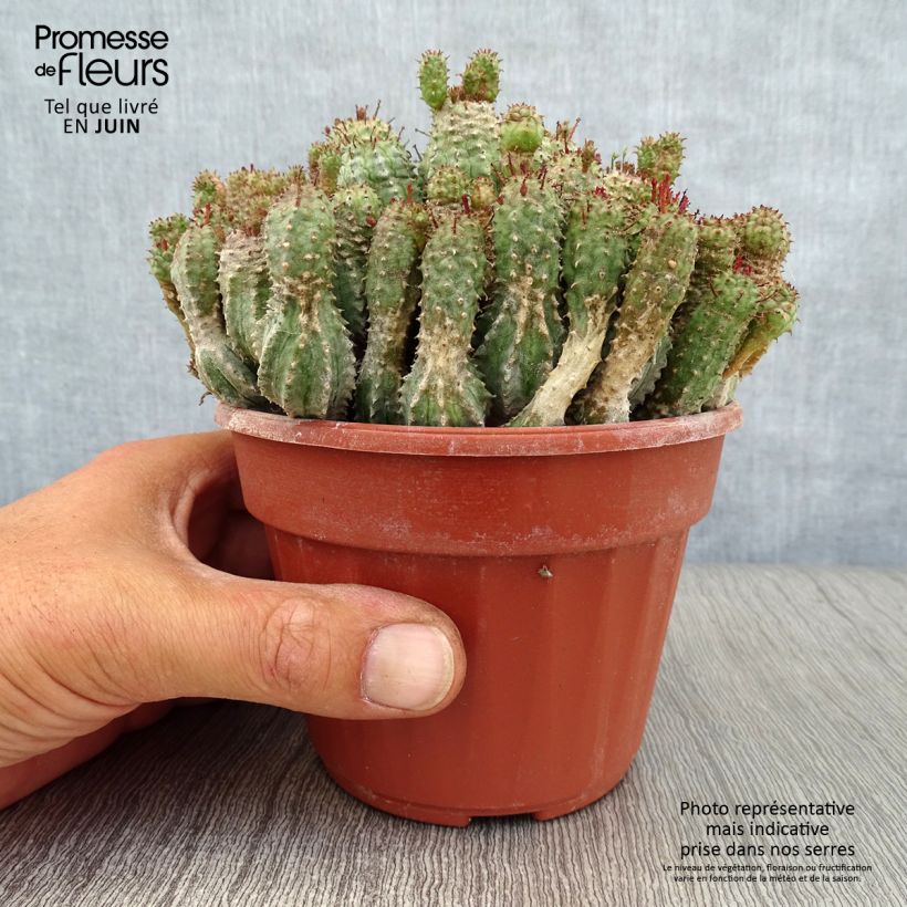 Ejemplar de Euphorbia submammillaris - Lechetrezna Maceta de 12 cm / 13 cm entregado en verano