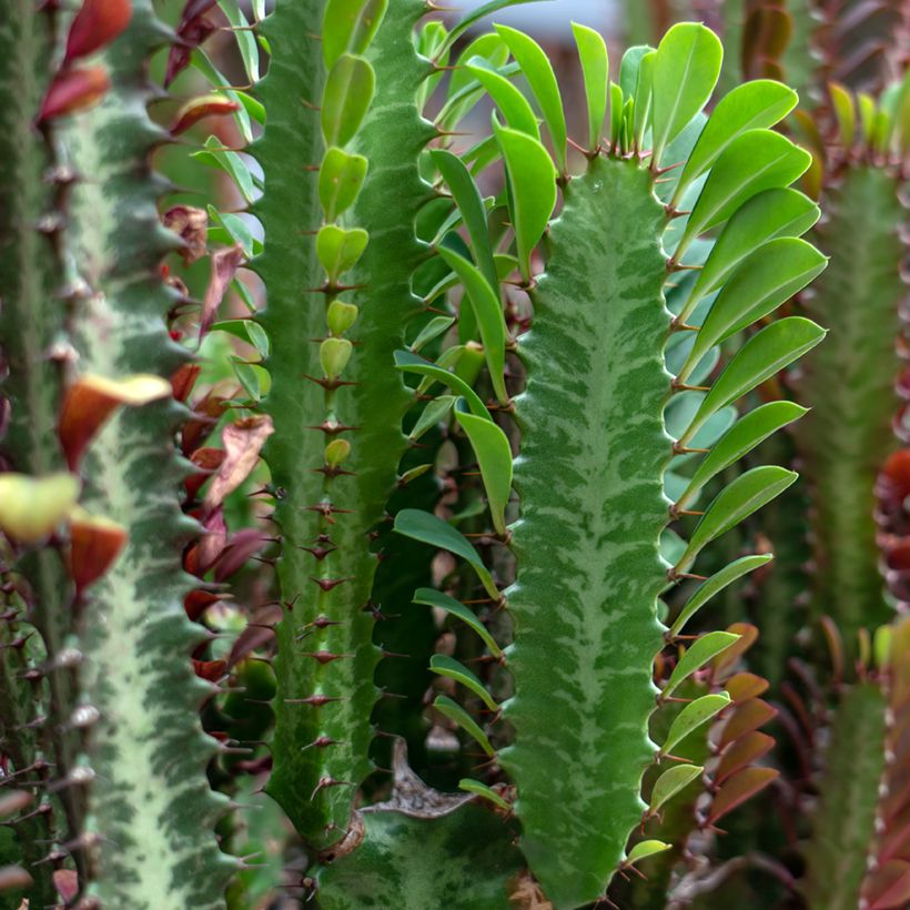 Euphorbia trigona - Euphorbia cactus (Follaje)