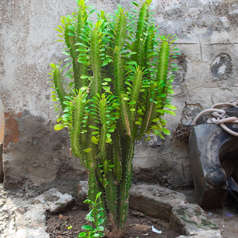 Euphorbia trigona - Euphorbia cactus (Porte)