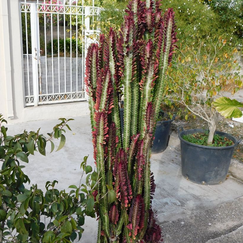 Euphorbia trigona f. rubra - Euphorbia cactus (Porte)