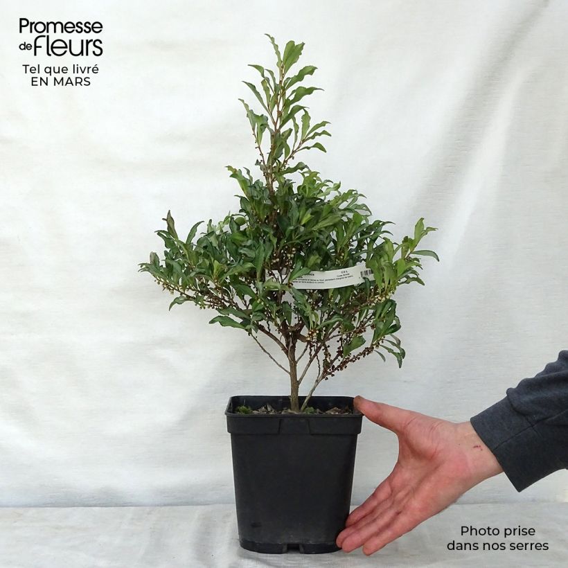 Eurya japonica Moutiers Pot de 2L/3L Ejemplar entregado en la primavera