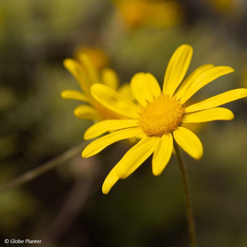Euryops Infinity (Floración)