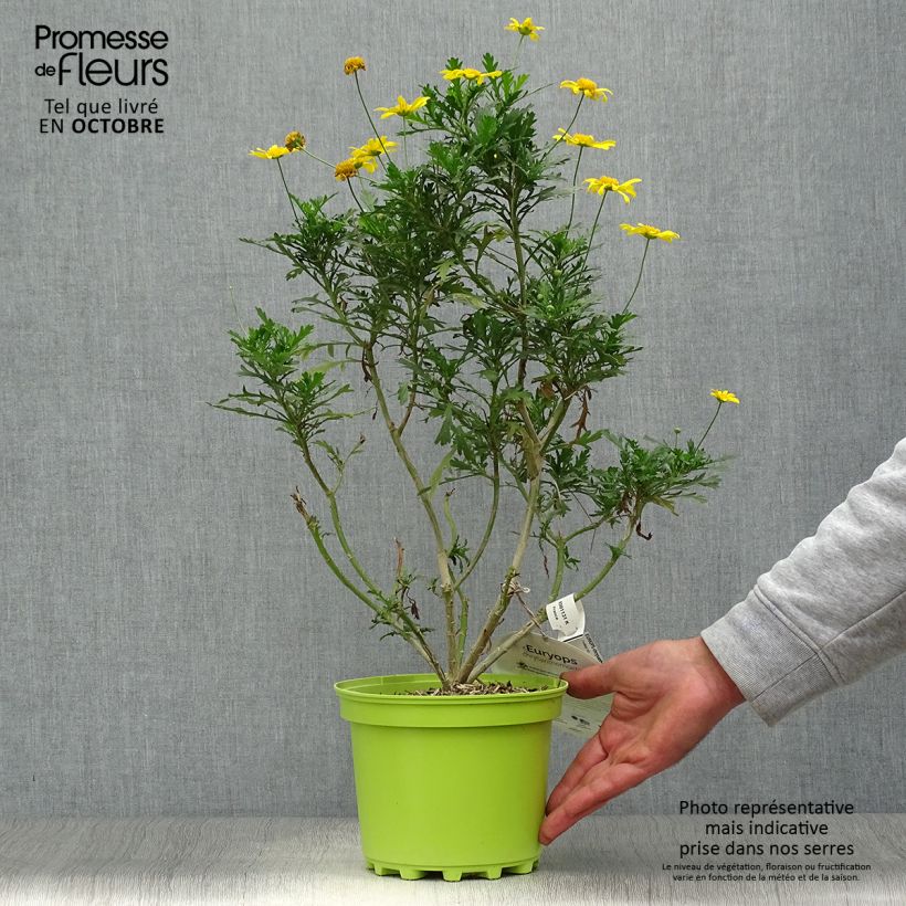 Ejemplar de Euryops chrysanthemoides - Margarita amarilla Maceta 2L/3L entregado en otoño